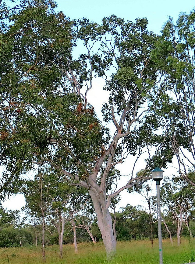 Gum tree branches falling widow makers ChristianToday Australia